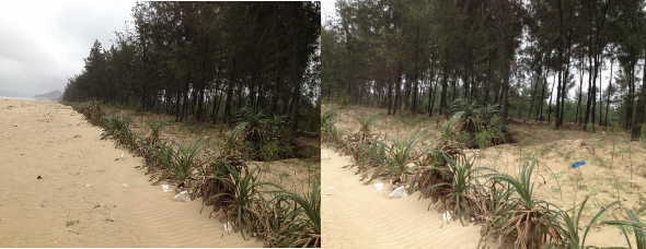 Hình 3 12 Thí nghiệm trồng hàng Dứa dại kết hợp trồng bổ sung cây Phi lao 6