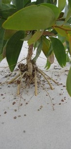 Hình 3 22 Mức độ cát di động cát bốc và cát lấp tại vị trí gốc cây Keo 1