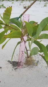 Hình 3 22 Mức độ cát di động cát bốc và cát lấp tại vị trí gốc cây Keo 2