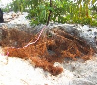 Hình 3 26 Chặt hạ và lấy mẫu cây giải tích Keo lá liềm Sinh khối khô cây 5