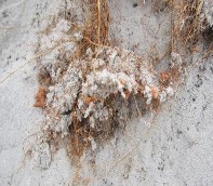 Hình 3 26 Chặt hạ và lấy mẫu cây giải tích Keo lá liềm Sinh khối khô cây 6