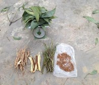 Hình 3 26 Chặt hạ và lấy mẫu cây giải tích Keo lá liềm Sinh khối khô cây 7