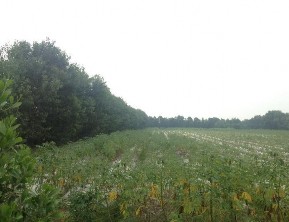 Hình 3 28 Canh tác nông lâm kết hợp tại khu vực nghiên cứu Bên cạnh đó cần 2