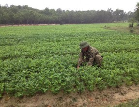 Hình 3 28 Canh tác nông lâm kết hợp tại khu vực nghiên cứu Bên cạnh đó cần 3
