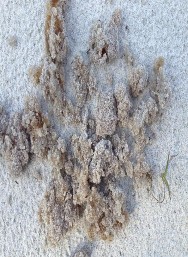 Hình 2 2 Chất giữ ẩm khi trồng sau 6 và 9 tháng thí nghiệm Vật liệu thí 4