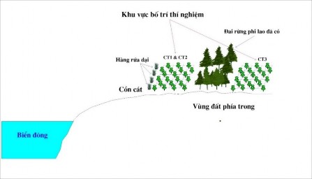 Hình 2 3 Sơ đồ bố trí thí nghiệm Trồng bổ sung 5 7 hàng Phi lao mật độ 1