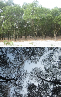 Hình 2 5 Đai rừng Keo lá liềm 10 tuổi bố trí đo hiệu năng chắn gió Trên đai 2