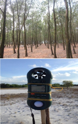 Hình 2 5 Đai rừng Keo lá liềm 10 tuổi bố trí đo hiệu năng chắn gió Trên đai 3