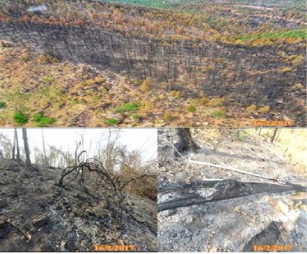 Hình 3 2 Ảnh khu cháy cao 3 1 3 Nguyên nhân gây các vụ cháy rừng Theo số liệu 1