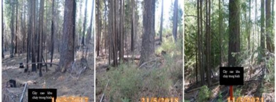 Hình 3 10 Ảnh khu cháy trung bình theo thời gian phục hồi tầng cây cao ii Các 3