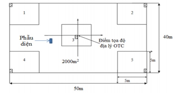 Hình 2 4 Sơ đồ ô tiêu chuẩn bố trí ô dạng bản và phẫu diện đất Sau khi 2