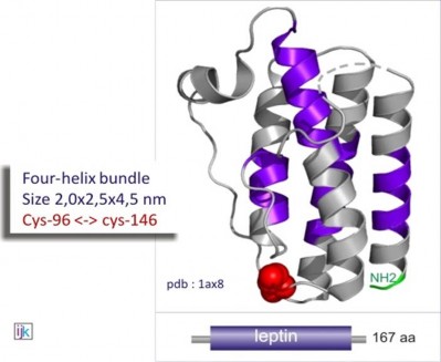 Hình 1 1 Sơ đồ cấu trúc phân tử Leptin 33 1 3 2 Chức năng của leptin 1