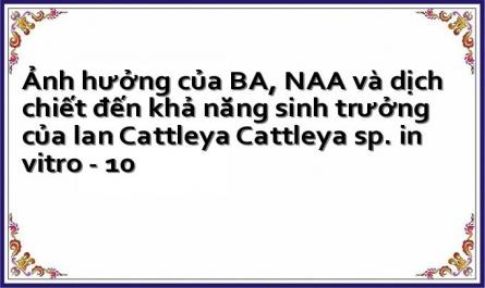 Ảnh hưởng của BA, NAA và dịch chiết đến khả năng sinh trưởng của lan Cattleya Cattleya sp. in vitro - 10
