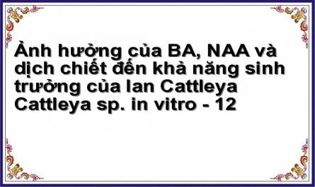 Ảnh hưởng của BA, NAA và dịch chiết đến khả năng sinh trưởng của lan Cattleya Cattleya sp. in vitro - 12