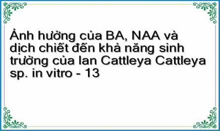 Ảnh hưởng của BA, NAA và dịch chiết đến khả năng sinh trưởng của lan Cattleya Cattleya sp. in vitro - 13