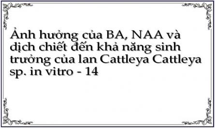 Ảnh hưởng của BA, NAA và dịch chiết đến khả năng sinh trưởng của lan Cattleya Cattleya sp. in vitro - 14