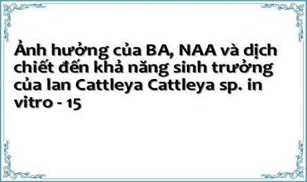 Ảnh hưởng của BA, NAA và dịch chiết đến khả năng sinh trưởng của lan Cattleya Cattleya sp. in vitro - 15