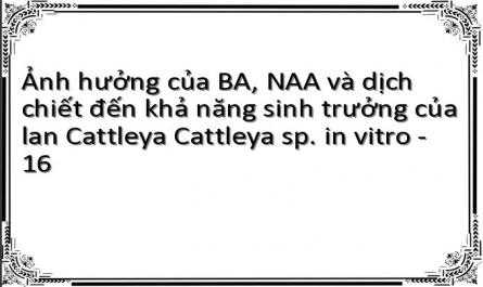 Ảnh hưởng của BA, NAA và dịch chiết đến khả năng sinh trưởng của lan Cattleya Cattleya sp. in vitro - 16