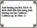 Ảnh hưởng của BA, NAA và dịch chiết đến khả năng sinh trưởng của lan Cattleya Cattleya sp. in vitro - 2