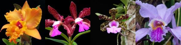 Hình 1 1 Một số hình ảnh lan Cattleya Nguồn Những bức ảnh Đẹp Nhất Thế 1