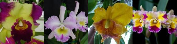 Hình 1 1 Một số hình ảnh lan Cattleya Nguồn Những bức ảnh Đẹp Nhất Thế 2