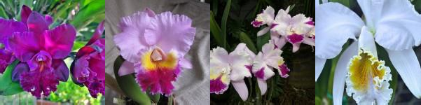 Hình 1 1 Một số hình ảnh lan Cattleya Nguồn Những bức ảnh Đẹp Nhất Thế 3