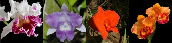 Hình 1 1 Một số hình ảnh lan Cattleya Nguồn Những bức ảnh Đẹp Nhất Thế 4