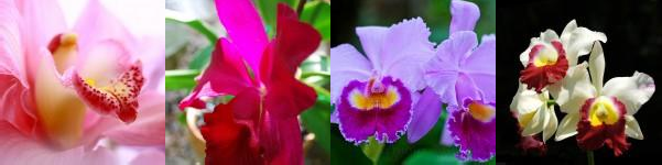 Hình 1 1 Một số hình ảnh lan Cattleya Nguồn Những bức ảnh Đẹp Nhất Thế 5