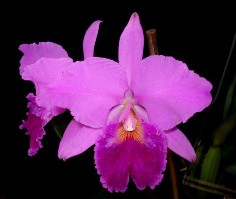 Cattleya là một chi trong họ lan có phả hệ Họ Orchidaceae Họ phụ Epidendreae 1