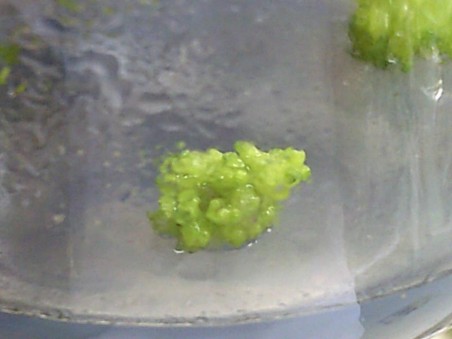 Hình 1 4 Mẫu cụm chồi lan Cattleya được sử dụng trong thí nghiệm NT1 NT2 NT3 NT4 1