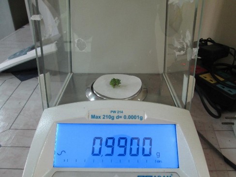 Hình 1 8 Cân trọng lượng cụm chồi tươi Hình 1 9 Đo đường kính cụm chồi 2