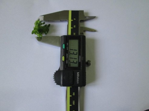 Hình 1 9 Đo đường kính cụm chồi Phụ lục 2 Kết quả xử lý thống kê 1 Thí 3