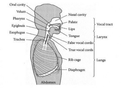 Hình 1 7 Mặt cắt dọc của cơ quan tạo tiếng nói 1 9 2 Mô hình kỹ thuật của 3
