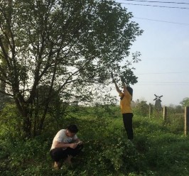 Hình 1 lấy lá làm dịch chiết Hình 2 Băm nhỏ vỏ và lá cây bạch đàn trắng 3