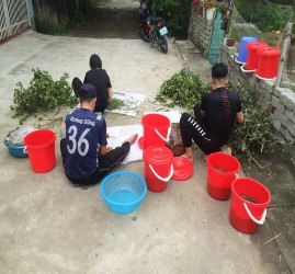 Hình 1 lấy lá làm dịch chiết Hình 2 Băm nhỏ vỏ và lá cây bạch đàn trắng 4