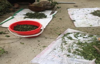 Hình 3 1 Băm nhỏ vỏ và lá cây Bạch đàn trắng 1