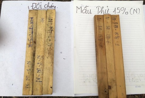 Hình 4 2 Hình ảnh so sánh hiệu lực đối với nấm của mẫu gỗ ngâm chế phẩm 1