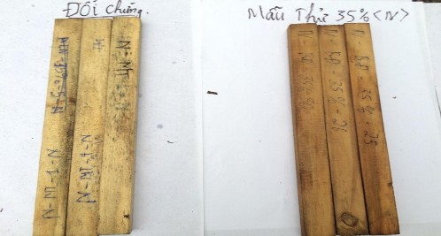 Hình 4 4 Hình ảnh so sánh hiệu lực đối với nấm của mẫu gỗ ngâm chế phẩm 3