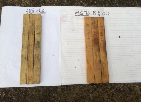 Hình 4 6 Hình ảnh so sánh hiệu lực đối với nấm của mẫu gỗ ngâm chế phẩm 5