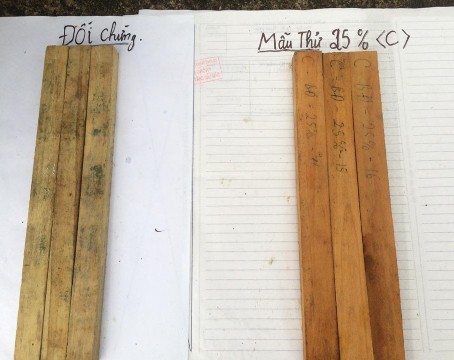 Hình 4 7 Hình ảnh so sánh hiệu lực đối với nấm của mẫu gỗ ngâm chế phẩm 1