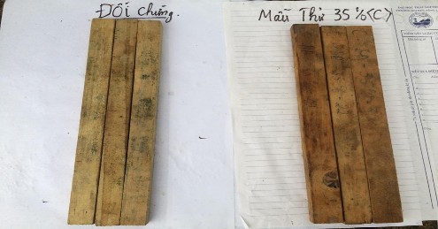 Hình 4 8 Hình ảnh so sánh hiệu lực đối với nấm của mẫu gỗ ngâm chế phẩm 2