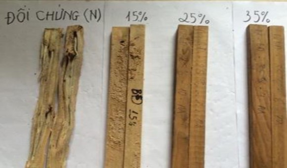 Hình 4 11 Hình ảnh so sánh hiệu lực đối với mối của mẫu gỗ ngâm chế 4
