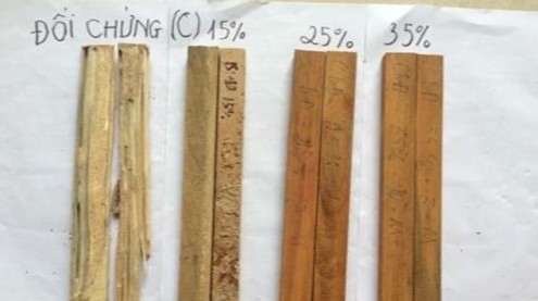 Hình 4 12 Hình ảnh so sánh hiệu lực đối với mối của mẫu gỗ ngâm chế 5