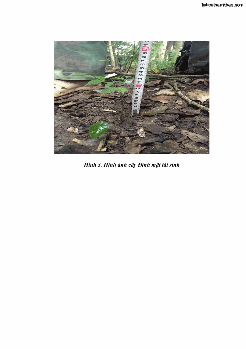 Khóa luận tốt nghiệp Nghiên cứu một số đặc điểm tái sinh tự nhiên lâm phần có loài cây Đinh mật Fernandoa brillettii Dop. Steenis phân bố tại xã Yên Lạc, Yên Trạch, tỉnh Thái Nguyên - 6 Trang 70