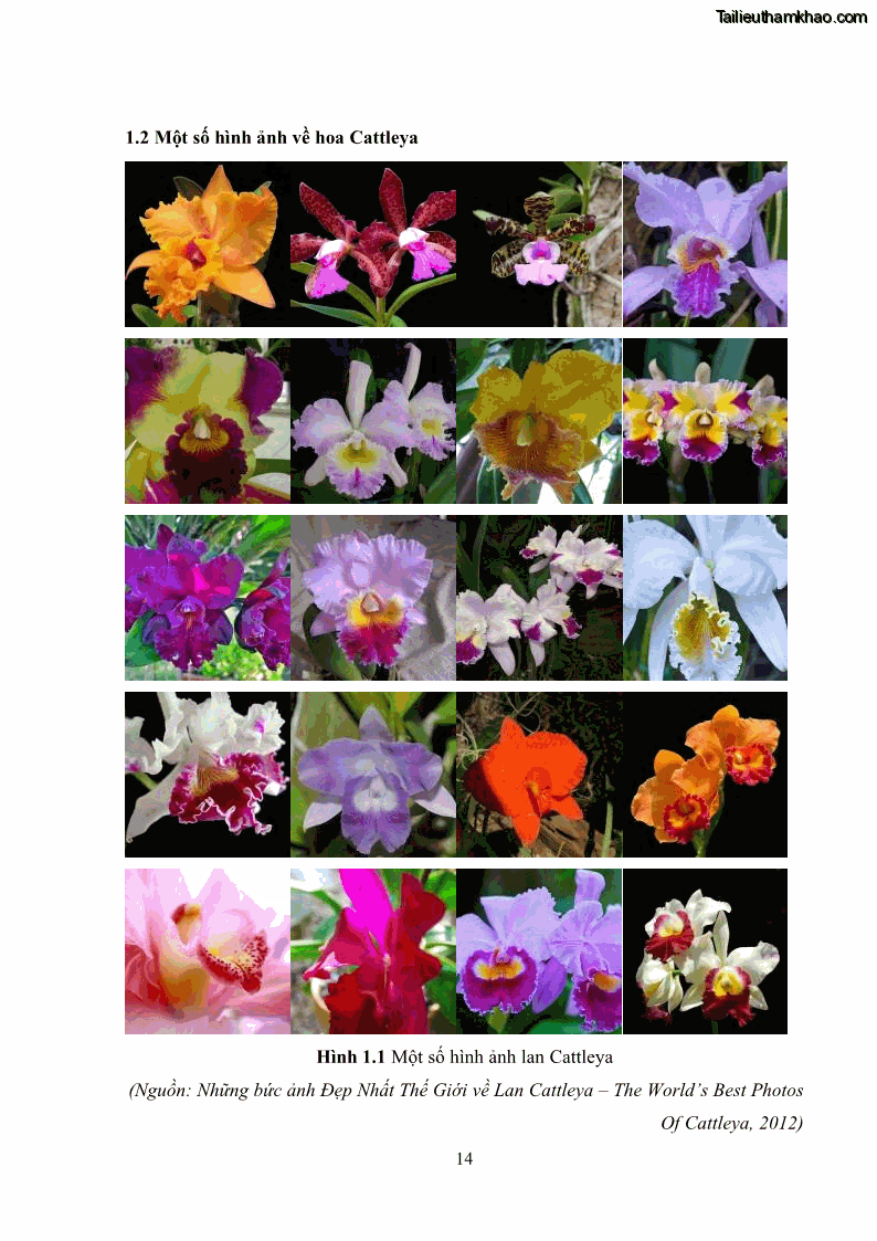 Khóa luận tốt nghiệp nông học Ảnh hưởng của BA, NAA và dịch chiết đến khả năng sinh trưởng của lan Cattleya Cattleya sp. in vitro - 2 Trang 24