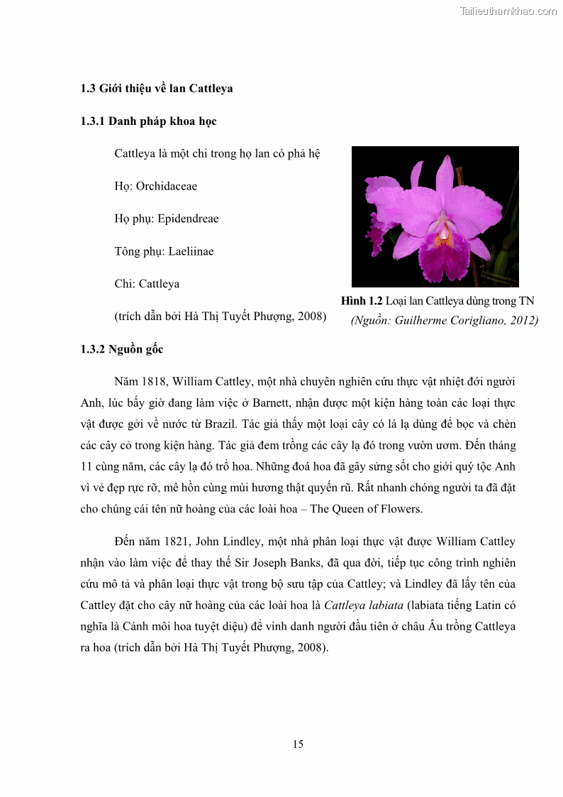 Khóa luận tốt nghiệp nông học Ảnh hưởng của BA, NAA và dịch chiết đến khả năng sinh trưởng của lan Cattleya Cattleya sp. in vitro - 3 Trang 25
