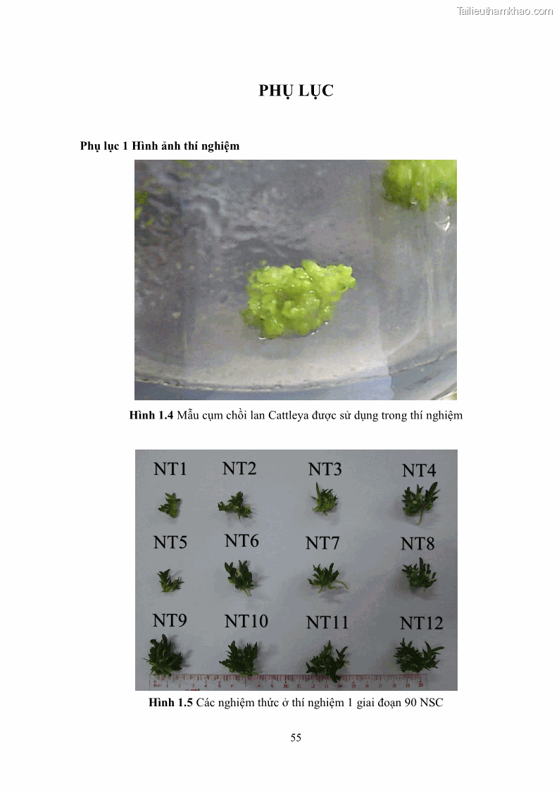 Khóa luận tốt nghiệp nông học Ảnh hưởng của BA, NAA và dịch chiết đến khả năng sinh trưởng của lan Cattleya Cattleya sp. in vitro - 6 Trang 65