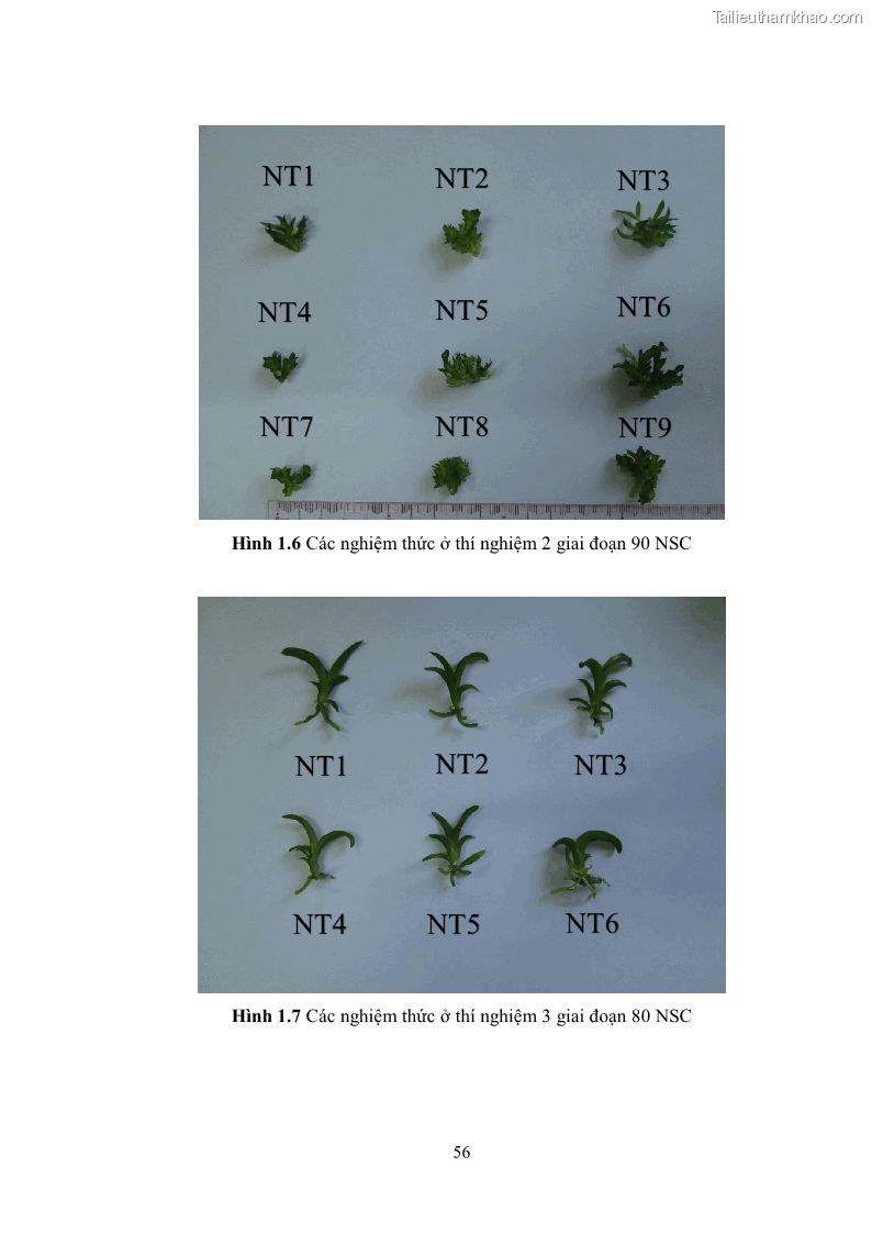 Khóa luận tốt nghiệp nông học Ảnh hưởng của BA, NAA và dịch chiết đến khả năng sinh trưởng của lan Cattleya Cattleya sp. in vitro - 6 Trang 66