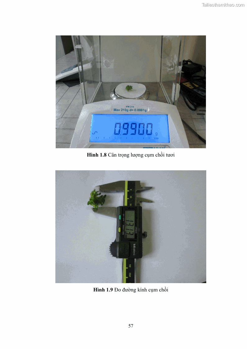 Khóa luận tốt nghiệp nông học Ảnh hưởng của BA, NAA và dịch chiết đến khả năng sinh trưởng của lan Cattleya Cattleya sp. in vitro - 6 Trang 67