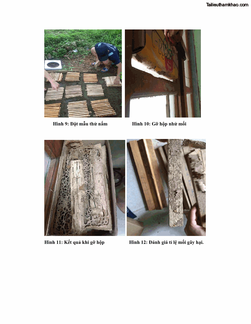 Khóa luận tốt nghiệp nông lâm kết hợp Bước đầu nghiên cứu bảo quản gỗ thông từ vỏ và lá cây bạch đàn trắng Eucalyptus camadulensis Dehnh tại trường Đại Học Nông Lâm Thái Nguyên - 7 Trang 81